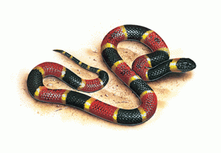 Coral Snake Illustration