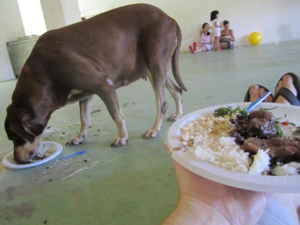 Dog eating food