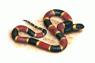 Coral Snake Illustration
